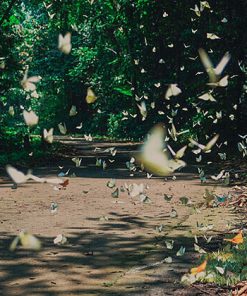 Beautiful Cuc Phuong National Park - Hanoi Local Tours