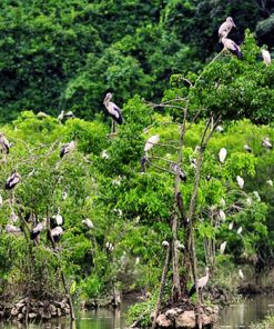 Bird Watching in Cuc Phuong