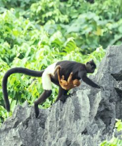 Animal in Cuc Phuong National Park