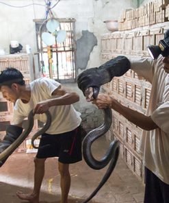 Hanoi Vegetable Farm Le Mat Snake Village