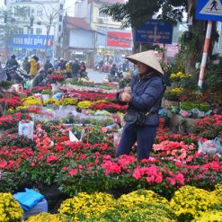 Hoang Hoa Tham Flower Market Hanoi local tour packages