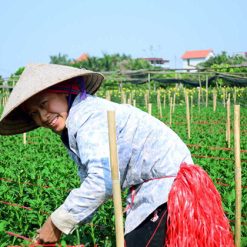 Local Flower Farm in Dong Ngac Hanoi tour packages