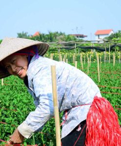 Local Flower Farm in Dong Ngac Hanoi tour packages