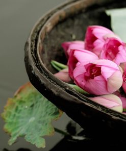 Lotus Flowers in West Lake tours by local Hanoi