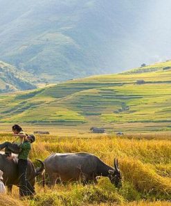 Peaceful tu Le Mu Cang Chai