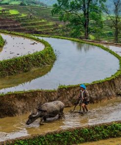 Sapa – Can Cau Market Tour