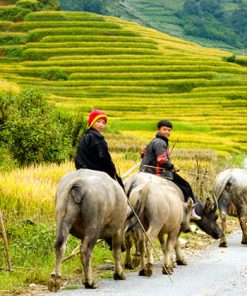 Ta Van Village - Hanoi Tour Packages