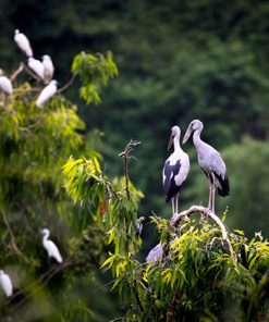 Thung Nham Bird Park - Hanoi Local Tours