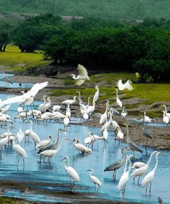 Bird Watching in Thung Nham