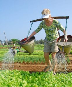 Tra Que farming - Hanoi Local Tours