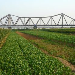 Vegetable Farm Long Bien