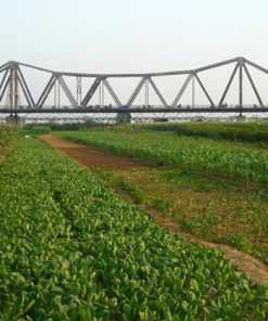 Vegetable Farm Long Bien